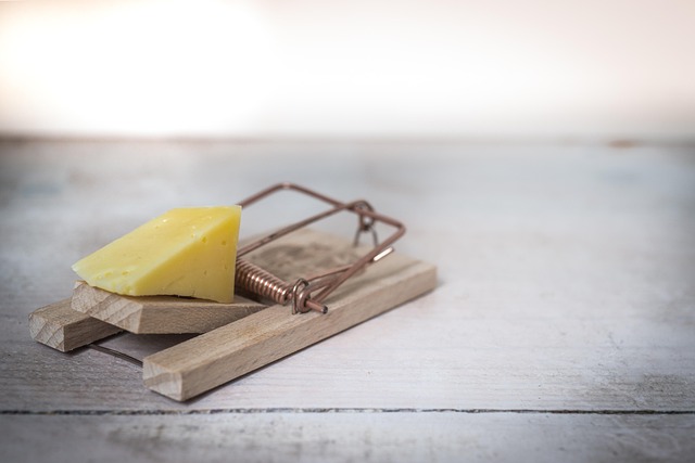 Mouse-trap - a metaphor for the 'Authority Trap'